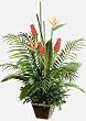 54" Tropical Protea & Bird of Paradise Arrangement