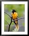 Male Baltimore Oriole Animals Framed Art Poster Print by Adam Jones, 25x31