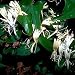 HONEYSUCKLE 'HALLS' / 1 gallon Potted