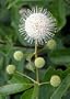 Sputnik Buttonbush Plant - UNIQUE - Cephalantus - EASY
