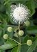 Sputnik Buttonbush Plant - UNIQUE - Cephalantus - EASY