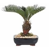Live 8 Sago Palm Bonsai Tree