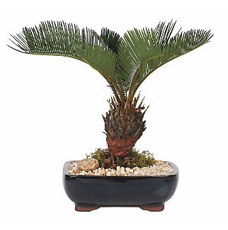 Live 8 Sago Palm Bonsai Tree
