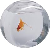 410VMXTyDgL. SL160  Buy Goldfish Bowl