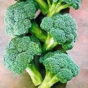 Coronado Crown Hybrid Broccoli - Seed Packet