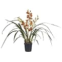 Cymbidium Orchid Plant in Plastic Pot - 31"