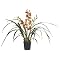 Cymbidium Orchid Plant in Plastic Pot - 31"