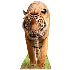 Tiger - Tierwelt / Tier / Zoo LEBENSGROSSE PAPPFIGUREN / STEHPLATZINHABER / AUFSTELLER