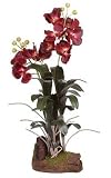 Large Vanda Silk Orchid Plant Flower Arrangement - Burgundy - B001DQF4IS