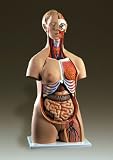 Human Male + Female Torso-B30