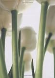 Becoming Being Passing