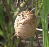 Praying Mantids (3 egg masses)