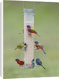Canvas Prints of Painted, Passerina Ciris and Indigo - at bird feeder from Ardea Wildlife Pets