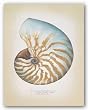 Chambered Nautilus by Richard van Genderen 14"x11" Art Print Poster