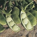 Henderson's Baby Lima Bean - 400+ Seeds - VALUE PACK!