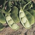 Henderson's Baby Lima Bean - 400+ Seeds - VALUE PACK!