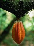 Cocoa Pod Growing on Tree, Grenada Stretched Canvas Poster Print