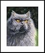 Smokey by Drew Strouble