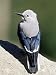 Clark's Nutcracker (Nucifraga Columbiana), Rocky Mountain National Park, Colorado Art...
