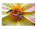 Hoverfly Flower Number 2