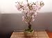 御殿場桜　　３月の誕生日プレゼントに　桜　　和の贈り物　盆栽