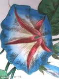 Royal Cauldon Morning Glory 11.5 inch Plate  from Royal Cauldon