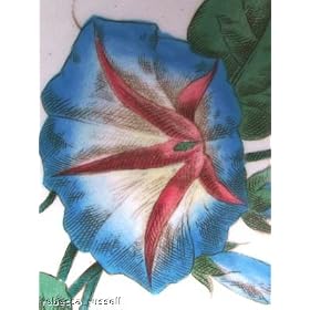 Royal Cauldon Morning Glory 11.5 inch Plate