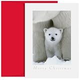 Polar Bear and Cub Holiday Cards