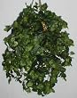 GIANT Vining Pothos Hanging Basket