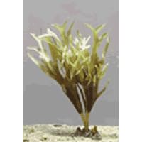 Silk Dictyota Verde Aquarium Plant, Large Green