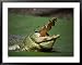 Nile Crocodile (Crocodylus Niloticus) at the Kachikaly Crocodile Pool, Bakau, Western, Gambia, The Lonely Planet Collection Framed Art Poster Print by Ariadne Van Zandbergen, 39x31