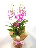 《第一花壇》　デンファレ　ピンク　3本立ち