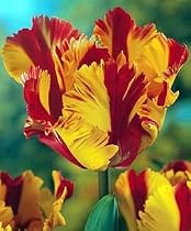 Flaming Parrot Tulip 10 Bulbs - EXOTIC-CLEARANCE SALE