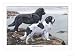 Two Newfoundlands Animals Giclee Poster Print by Louis Agassiz Fuertes, 16x12