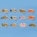 Fishing: Cabela's 24Piece Czech Nymph Assortment