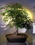 Bonsai Boy's Japanese Maple Bonsai Tree acer palmatum