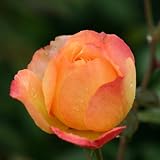 Eigenschaften Dachstauden  / Kletterrose Shining Beauty pflanzfertig mit Ökoballen