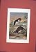 ANTIQUE ART OLD PRINT c1890 COLORED WEB FOOTED SHREW