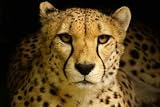 Guépard, Acinonyx Jubatus - 36"W x 24"H - Peel and Stick Wall Decal by Wallmonkeys