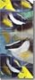 Foxface by Melinda Bradshaw - Fish Undersea Ceramic Tile Mural 29.75" x 12.75" Wall Shower Backsplash