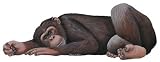 Walls of the Wild Chimpanzee