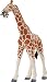 Wild Safari Jungle - Reticulated Giraffe