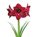 AMARYLLIS BLACK PEARL-Christmas Plants,Christmas P