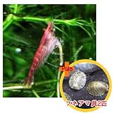 ¥Á¥§¥ê¡¼¥ì¥Ã¥É¥·¥å¥ê¥ó¥×6ɤ...