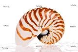 'Nautilus Seashell Isolated On White Background' Wall Decal - 18"W x 12"H Removable Graphic