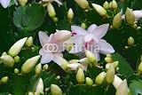 Wallmonkeys Peel and Stick Wall Decals - Weihnachtskaktus - Christmas Cactus 02 - Removable Graphic