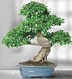Flowers by 1800Flowers - Grafted Ficus 30 Year Specimen Bonsai Flowers by 1800Flowers - Grafted Ficus 30 Year Specimen Bonsai