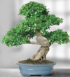 Flowers by 1800Flowers - Grafted Ficus 30 Year Specimen Bonsai
