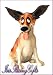 Ralph the old dog from Pets with Personality