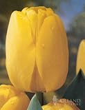 Golden Apeldoorn Darwin Hybrid Tulip - 10 bulbs